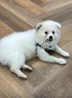 Super lieve pameranian, Particulier, Reu, Buitenland, Poolhond
