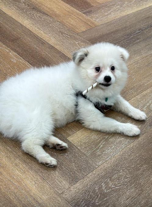 Super lieve pameranian, Dieren en Toebehoren, Honden | Poolhonden, Keeshonden en Oertypen, Reu, Poolhond, Particulier, Eén hond