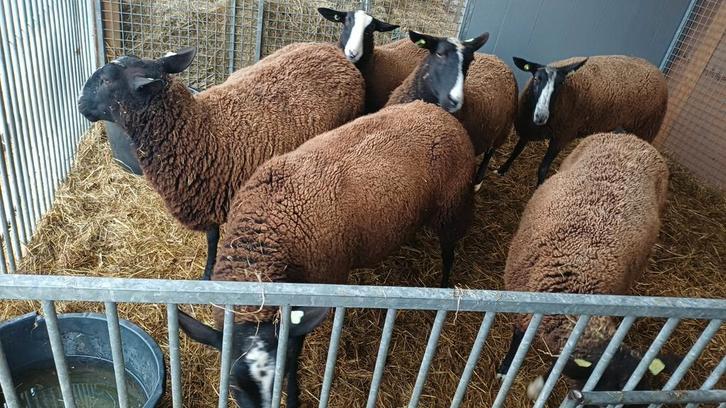 Mooie zwartbles ooien, ooilammeren en rammen. Ziektevrij, Dieren en Toebehoren, Schapen, Geiten en Varkens, Schaap, Meerdere dieren
