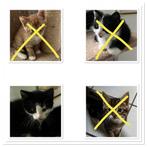 Mooie  kittens (katertjes), Kater, 0 tot 2 jaar