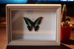 Opgezette vlinder in lijst, Ophalen of Verzenden, Zo goed als nieuw, Insect, Opgezet dier