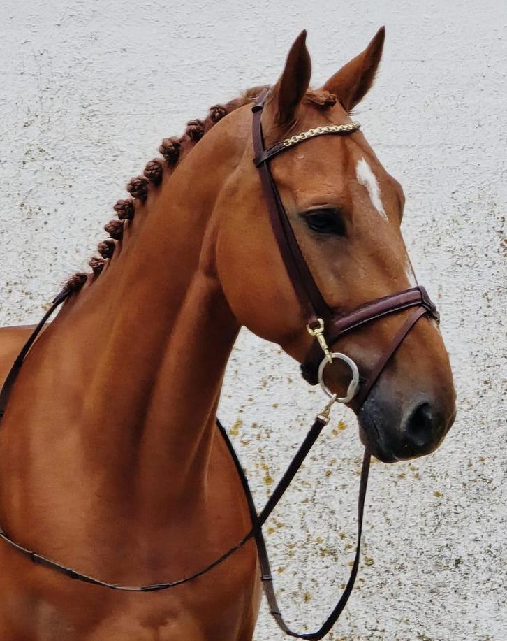 Talentvolle 6 j v. El Barone Z x Triomphe de Muze x Obrechtv, Dieren en Toebehoren, Paarden, Ruin, 3 tot 6 jaar