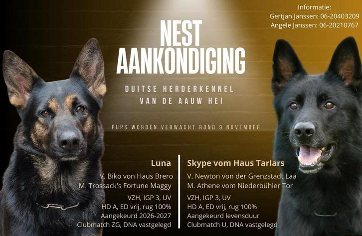 Duitseherder pups, Dieren en Toebehoren, Honden | Herdershonden en Veedrijvers, Meerdere dieren, Herder, Particulier, Meerdere