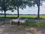 Twee prachtige jaarling A pony's, Merrie, 0 tot 2 jaar, A pony (tot 1.17m), Gechipt