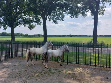 Twee prachtige jaarling A pony's beschikbaar voor biedingen