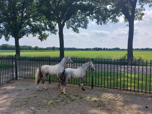 Twee prachtige jaarling A pony's, Dieren en Toebehoren, Pony's, Merrie, A pony (tot 1.17m), Recreatiepony, 0 tot 2 jaar, Gechipt