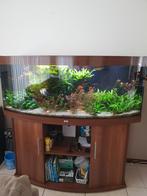 Aquarium, Ophalen, Gebruikt, Gevuld zoetwateraquarium