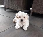 Speels boomer pup reutje wit, Dieren en Toebehoren, Reu, CDV (hondenziekte), 8 tot 15 weken, Meerdere
