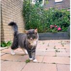 Maine Coon x Siberische kater, Dieren en Toebehoren, Kater, Gechipt, 0 tot 2 jaar