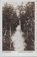Pa1004 Oude gelopen Ansichtkaart Drouwenerzand Boschgezicht, Verzamelen, Ansichtkaarten | Nederland, Ophalen of Verzenden, 1940 tot 1960