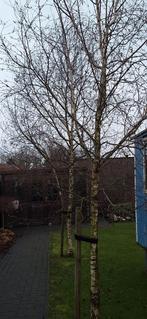 Ruwe berken boompjes, Tuin en Terras, Planten | Bomen, Ophalen of Verzenden, Bloeit niet, Halfschaduw, Overige soorten