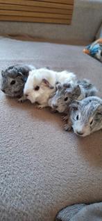 Mooie jonge Borstel/Gladharige cavia's, Meerdere dieren, Cavia, Na 1 juli 2024, Tam
