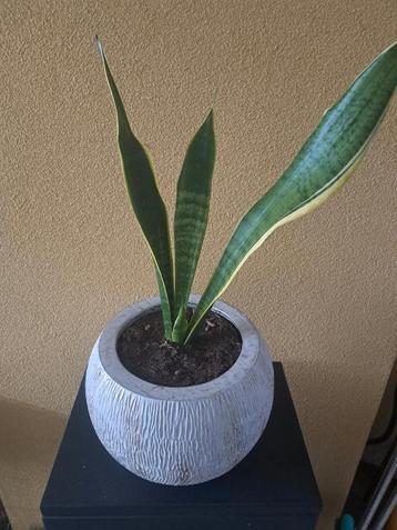 Sanseverias in pot - Eigen kweek! beschikbaar voor biedingen