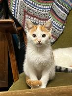 Kitten katertje, Kater, Kortharig, 0 tot 2 jaar