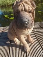 Mooie Shar-Pei Tuinbeeld - 50cm, Ophalen, Nieuw, Beton, Dierenbeeld