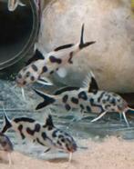 Synodontis poli white Zambia Tanganyika Cichliden