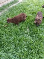 Jonge Quassant schapen, Meerdere dieren, Schaap