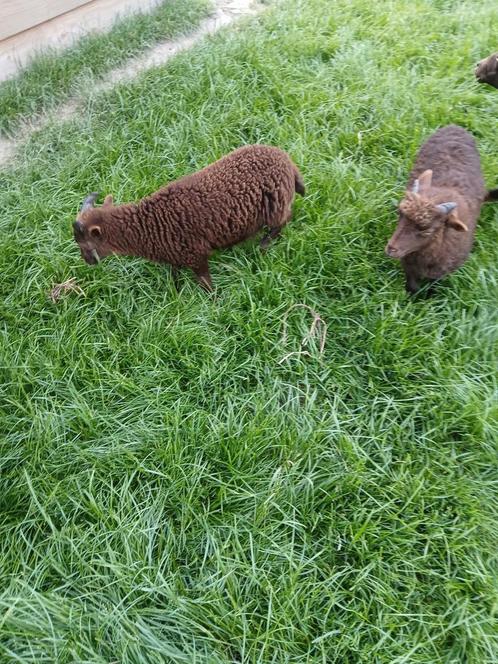 Jonge Quassant schapen, Dieren en Toebehoren, Schapen, Geiten en Varkens, Schaap, Meerdere dieren