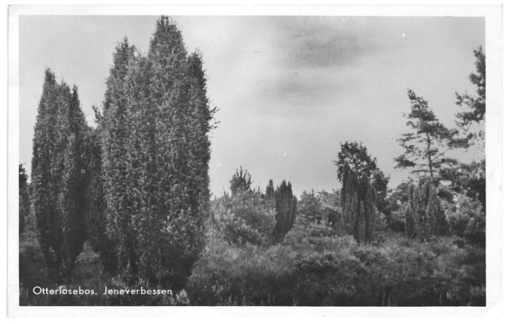 965304 Otterlo Otterlosebos 1949 Gelopen met postzegel, Ophalen of Verzenden, 1940 tot 1960, Gelopen, Gelderland