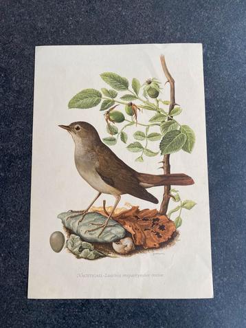 10 prenten  zangvogels 16,5x24 samen 18 euro winterkoninkje beschikbaar voor biedingen