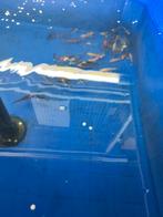 Koi 7-10 cm 5,00 pst desgewenst bezorgd aan huis, Dieren en Toebehoren, Vissen | Vijvervissen, Karper of Koi