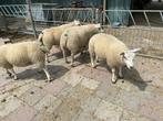 texelaar/swifter rammen te koop, Dieren en Toebehoren, Schapen, Geiten en Varkens, Mannelijk, Schaap, 0 tot 2 jaar
