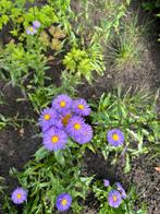 Magriet plantjes, Tuin en Terras, Planten | Tuinplanten, Overige soorten, Volle zon, Vaste plant, Ophalen of Verzenden