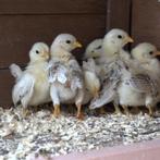 Te koop Kuikens serama ayam maleis, Dieren en Toebehoren, Meerdere dieren, Kip