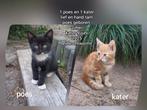 2 mooie lieve poesjes te koop, Dieren en Toebehoren, Meerdere dieren, Kortharig, 0 tot 2 jaar