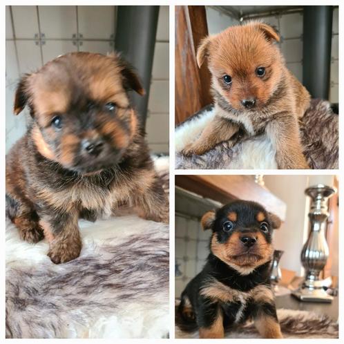 pomeriaan x Yorkshire terriër, Dieren en Toebehoren, Honden | Chihuahua's en Gezelschapshonden, Reu, Overige rassen, Particulier