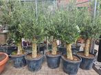 Olijfbomen dunne en dikke stam: foto 1: 99 euro, Volle zon, Bloeit niet, Ophalen of Verzenden, 100 tot 250 cm