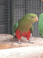 Te koop konings parkiet man, Dieren en Toebehoren, Mannelijk, Parkiet