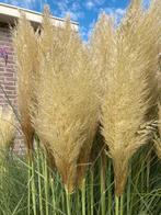 Pampas pluimen 5 voor €10, Ophalen of Verzenden, Nieuw