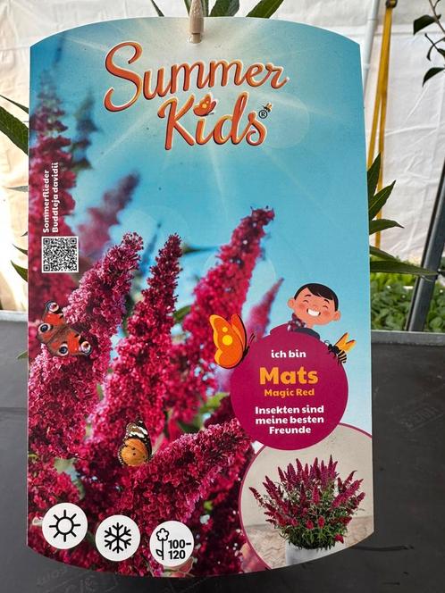 Mini vlinderstruik, Tuin en Terras, Planten | Struiken en Hagen, Vlinderstruik, Minder dan 100 cm, Ophalen