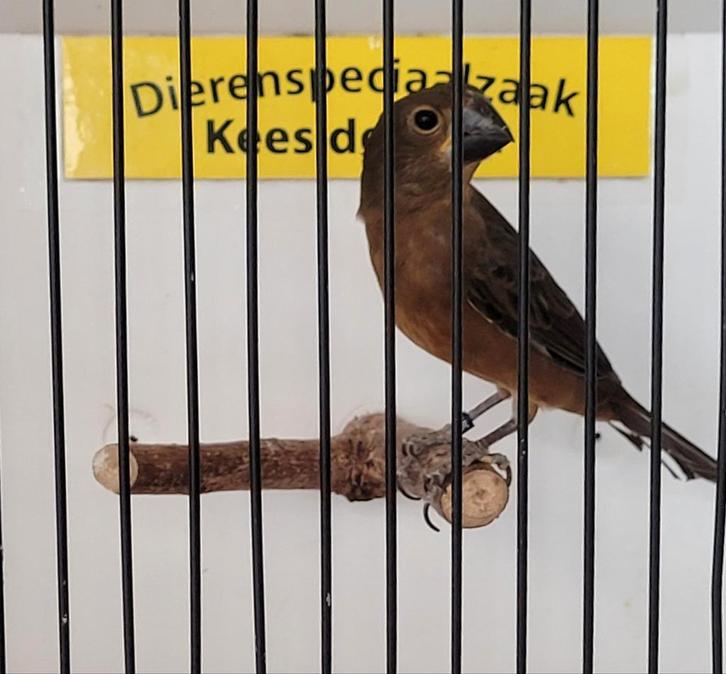 Mooie twatwa jongman, Dieren en Toebehoren, Vogels | Overige Vogels, Meerdere dieren, Geringd