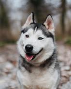 Grace zoekt een thuis, Particulier, Buitenland, Teef, Eén hond