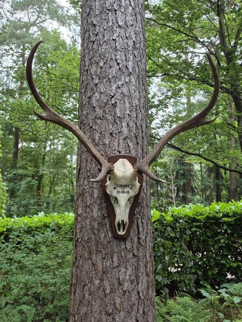 Mooi Hert Gewei Jacht Trofee Mancave Landelijk Jagen c73, Verzamelen, Dierenverzamelingen, Gewei of Kop, Hert, Ophalen