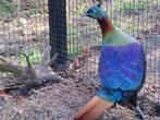 glansfazant, Dieren en Toebehoren, Meerdere dieren, Overige soorten