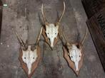 Antieke ca 1920 damhert trofeeën. Gewei vintage landelijk, Ophalen of Verzenden, Gebruikt, Hert, Gewei of Kop