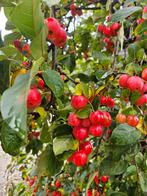 Sierappeltjes Red Sentinel appeltjes malus decoratie, Ophalen of Verzenden, Volle zon, Overige soorten