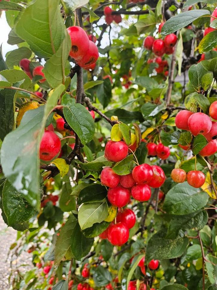Sierappeltjes Red Sentinel appeltjes malus decoratie, Tuin en Terras, Planten | Bomen, Overige soorten, Volle zon, Ophalen of Verzenden