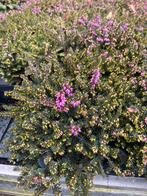 Winterheide - Prachtige winterbloeier!, Ophalen, Bodembedekkers, Volle zon, Vaste plant