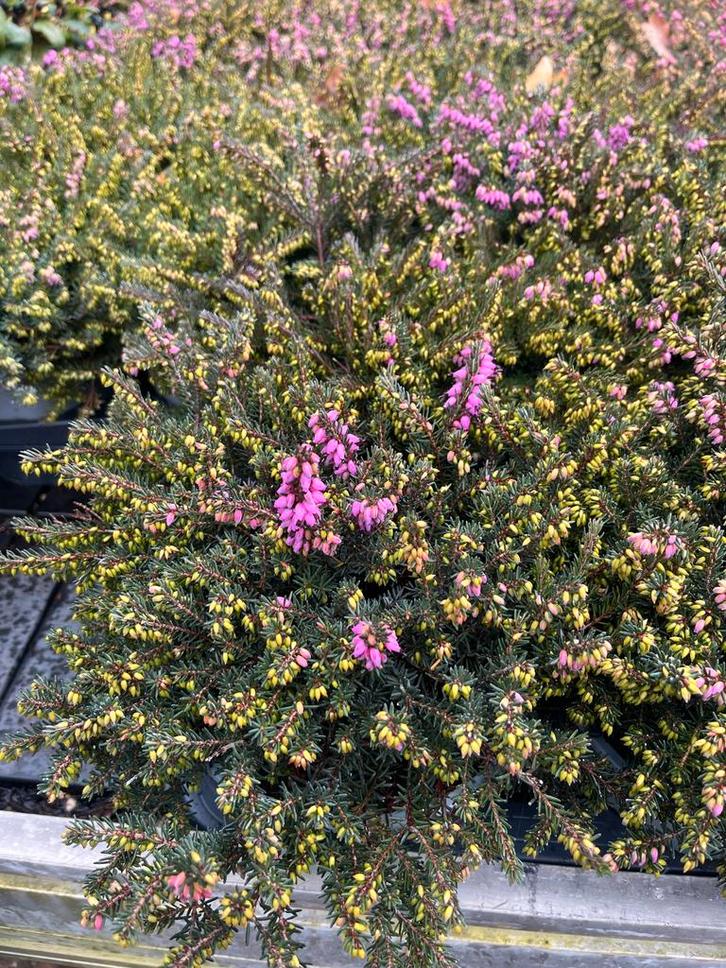 Winterheide - Prachtige winterbloeier!, Tuin en Terras, Planten | Tuinplanten, Vaste plant, Bodembedekkers, Volle zon, Winter