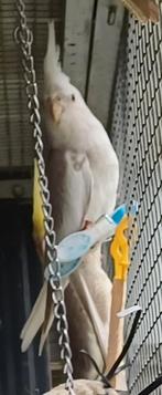 Te koop valkparkieten, Dieren en Toebehoren, Geslacht onbekend, Parkiet, Tam