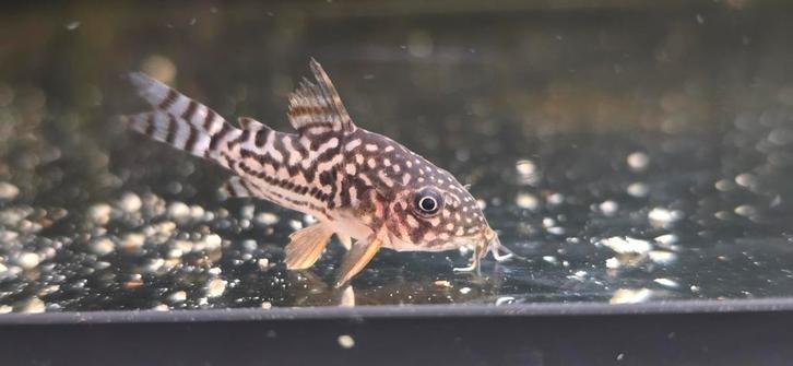 Te koop: Corydoras sterbai (Sterbai pantsermeerval), Dieren en Toebehoren, Vissen | Aquariumvissen, Zoetwatervis, Vis, Schoolvis