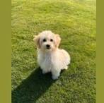 Maltipoo ( maltezer poedel) pup (reu), Dieren en Toebehoren, Reu, 8 tot 15 weken, Eén hond, Nederland