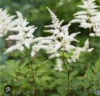 Astilbe, Vaste plant, Halfschaduw, Lente, Ophalen