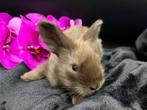 Engelse Angora baby konijntjes, Mannelijk, Middelgroot, 0 tot 2 jaar