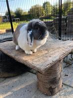 Mooie nhd voedster zoekt nieuw huisje met vriendje, Dieren en Toebehoren, Konijnen, Mannelijk, Dwerg