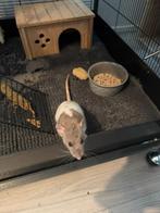 Op zoek naar een lief, zorgzaam baasje voor saartje/Lilly, Vrouwelijk, Rat, Na 1 juli 2024, Tam